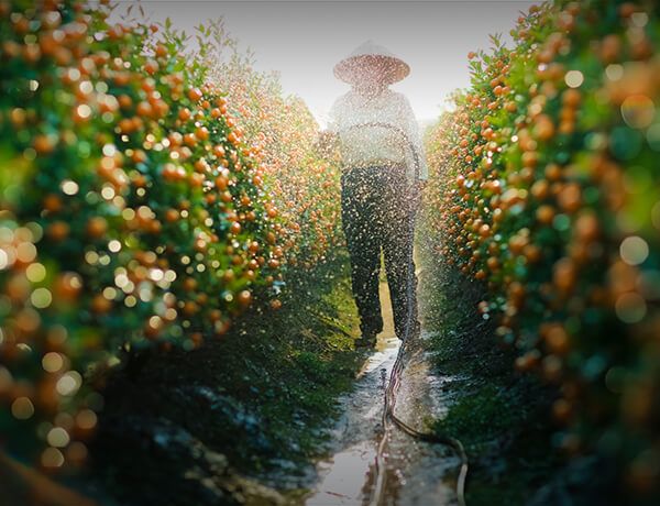 Farmer watering orange grove