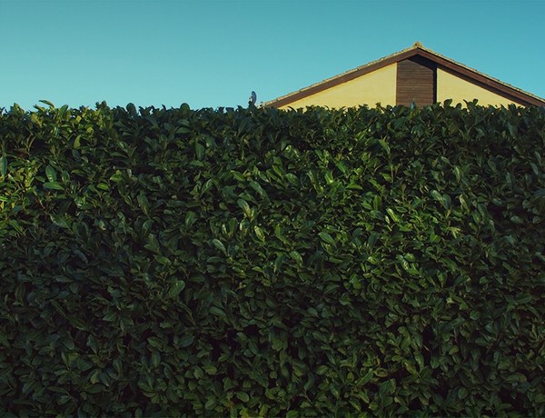 Tall green hedge